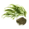 USDA Approved Bulk Organic Kelp Powder in USA
