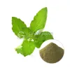 holy basil extract, basil extract, holy basil powder, basil leaf supplement, herbal extract wholesale, wholesale herbal extracts, herbal wholesalers, food industry, organic foods