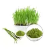 barley grass juice powder, barley grass powder, barley powder, barley greens powder, barley grass supplement