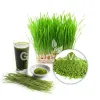 wheatgrass powder, bulk wheatgrass powder, wheatgrass powder suppliers