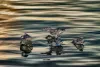 Fine art printing 