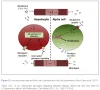 الجلوكاجون في الكبد والبنكرياس - DDI