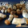 Buy magic Mushrooms Online - Buy LSD online - Legal psychedelics