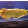 HOME - Arowana fish store