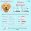 Know Your Breed: Golden Retriever - Vetco Store