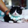 Munchkin kitten for sale | Munchkin cat - Scottishfold Munchkin