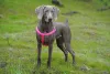Great Dane - Facts & Information | mywagntails