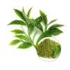 organic green tea leaf powder, green tea leaf powder, organic green tea, food industry, herbal ingredients