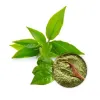 green tea extract, health benefit of green tea, the benefits of drinking green tea, green tea supplements, benefit of green tea extract, green tea extract powder