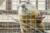 Expert Tips For Groundhog Removal in Maryland