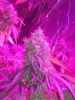 Master Grower Certification