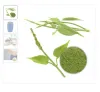 gymnema sylvestre, gymnema benefits, gymnema supplement, bulk herbs wholesale, wholesale herbs suppliers, herbal wholesalers, food industry