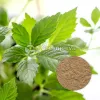 gynostemma leaf extract, gynostemma, gynostemma leaf benefits