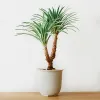 Best Indoor plants online, Buy air purifying plants online, Buy outdoor potted plants online, Buy online hanging basket plants, best site to buy indoor plants