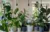 Hang Out At Home with Indoor Plants