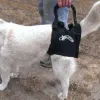 Helpful Items Handicapped Dogs
