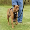 Measure Your Dog For A Harness