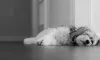 Are Havanese Good Family Dogs