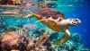Animals that will go extinct in your lifetime | My Live Post