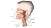 Advanced Plastic and Reconstructive Head & Neck Surgery