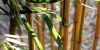 BAMBOO TOOTHBRUSH AND THE BENEFITS YOU SHOULD KNOW