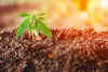 Buy High Percentage CBD Hemp Clones for Sale | Clone Connect