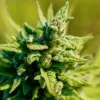 Factors to Consider While Buying Wholesale Hemp Flower