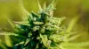 Whatever Your Needs for Hemp, We Have It At Clone Connect