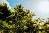 Is Hemp a Solution for Global Warming