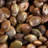 Things to Consider When Buying Hemp Seeds!!!