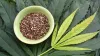 Buy High CBD Hemp Seeds for Sale - Clone Connect