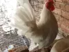 Hens for sale in Pakistan - Largest Online Marketplace