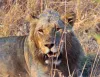 Rwanda Tours, Tour to Rwanda, Rwanda Tours and Travel Company