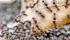 Infestations of Pavement Ants - Ants Control Services | Awesomepest