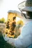 Wasp Control Brisbane