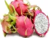 Centre to promote Dragon Fruit Cultivation - GS SCORE