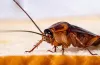 Expert pest control services to hire for cockroaches and bed bugs