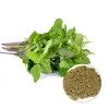 holy basil leaves, holy basil benefits, tulsi benefits, basil leaves benefits, holy basil uses, holy basil leaves powder