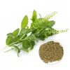 holy basil leaf, holy basil extract, basil extract, holy basil powder, holy basil leaf extract, herbal wholesalers, wholesale herbal extracts, bulk dried herbs wholesale, organic foods, dietary ingredients, food industry