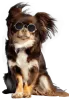 Dog Walking, Training, Grooming &amp; Boarding Services - Petsfolio