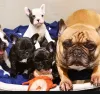 Home | Silicon Frenchie Home