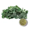 horehound powder, horehound, horehound uses, horehound herb uses