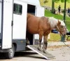 Horse box rubber matting - Custom Molded Rubber Products