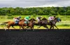 Horse Racing Online Guide - Bet Now on JeetWin | JeetWin Blog