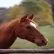 Find the Best Places to Go Horse Trail Riding in Sydney - Horse Riding Now