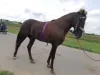 Horse For Sale in Pakistan - Dream Horse Classifieds