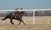 Horse Tips