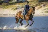 Reasons Why Horseback Riding Vacation is a Great Choice