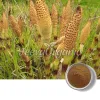 horsetail powder, affordable horsetail powder, bulk horsetail powder, horsetail powder for skin, horsetail powder uses, horsetail powder benefits