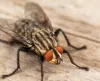 Pest Control in Ramapuram, Valasaravakkam | 7806806806